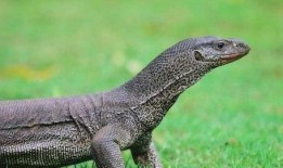 印度巨蜥爆料视频网站,揭秘神秘生物世界